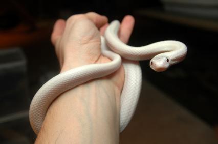 schlangen Bilder - Pantherophis obsoletus lindheimeri
