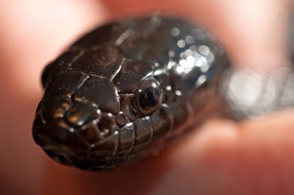 schlangen Bilder - Lampropeltis getula nigrita
