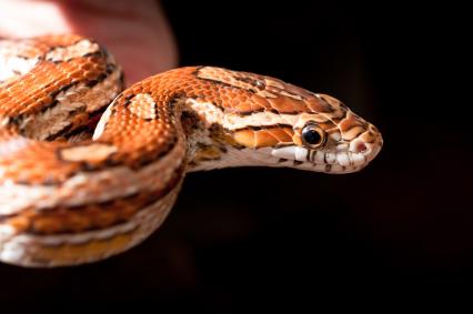 schlangen Bilder - Pantherophis guttatus
