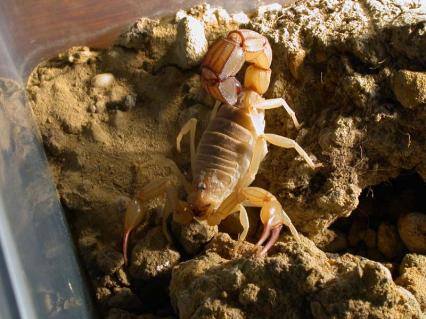 skorpione Bilder - Androctonus australis