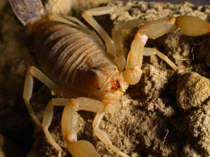 skorpione Bilder - Androctonus australis