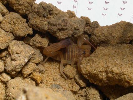 skorpione Bilder - Androctonus australis