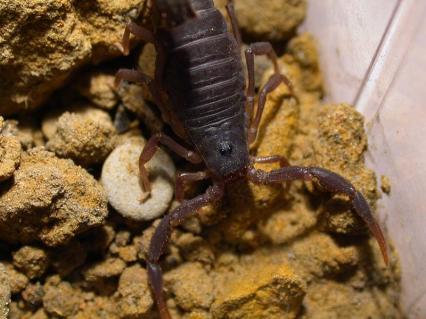 skorpione Bilder - Parabuthus transvaalicus