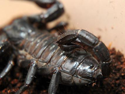 skorpione Bilder - Heterometrus laoticus