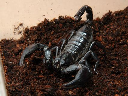skorpione Bilder - Heterometrus laoticus