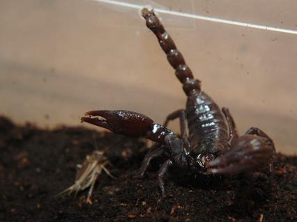 skorpione Bilder - Heterometrus laoticus
