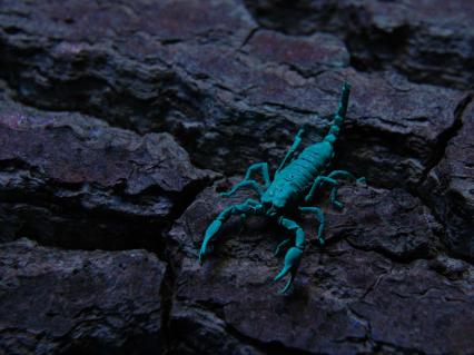 skorpione Bilder - Pandinus carvimanus
