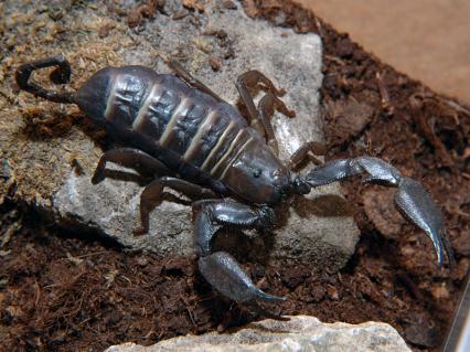 skorpione Bilder - Hadogenes paucidens
