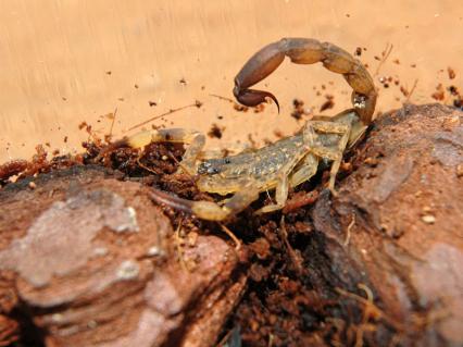 skorpione Bilder - Lychas mucronatus
