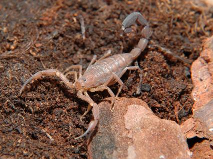 skorpione Bilder - Tityus ythieri (ehemals T. cf. ecuadorensis)
