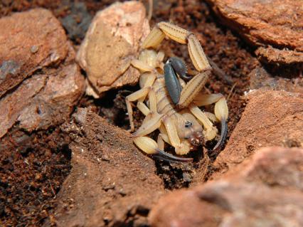 skorpione Bilder - Centruroides limbatus
