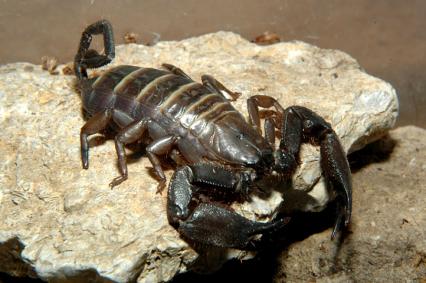 skorpione Bilder - Hadogenes paucidens