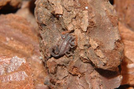 skorpione Bilder - Centruroides gracilis 