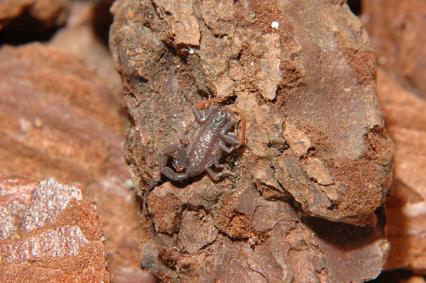 skorpione Bilder - Centruroides gracilis