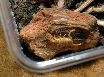 skorpione Bilder - Centruroides exilicauda