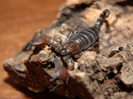 skorpione Bilder - Pandinus cavimanus