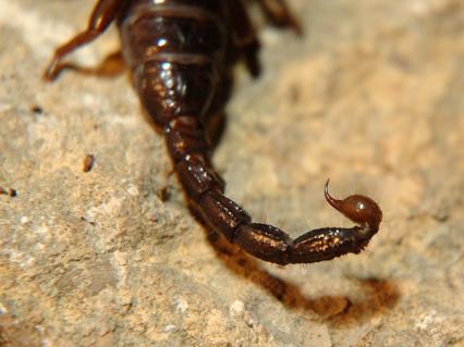 skorpione Bilder - Pandinus cavimanus