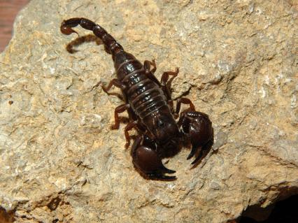 skorpione Bilder - Pandinus cavimanus