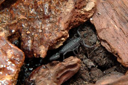 skorpione Bilder - Hottentotta judaicus