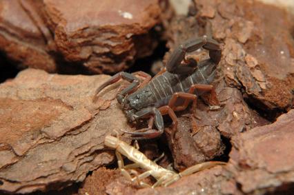 skorpione Bilder - Centruroides gracilis 'black'
