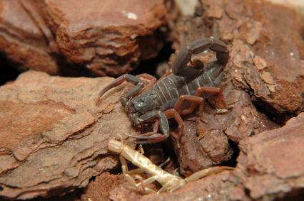 skorpione Bilder - Centruroides gracilis 'black'