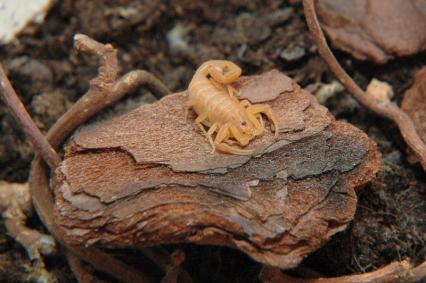 skorpione Bilder - Centruroides exilicauda
