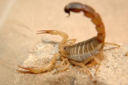 skorpione Bilder - Androctonus australis