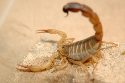skorpione Bilder - Androctonus australis