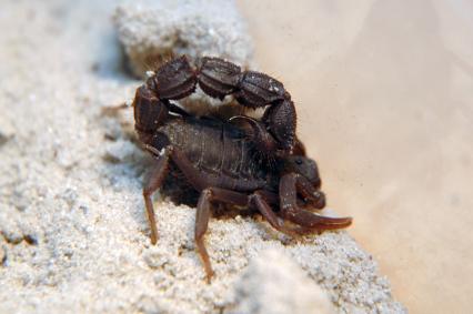 skorpione Bilder - Parabuthus transvaalicus