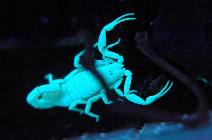 skorpione Bilder - Centruroides exilicauda