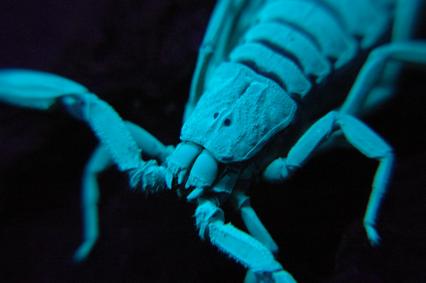 skorpione Bilder - Centruroides gracilis 'black'