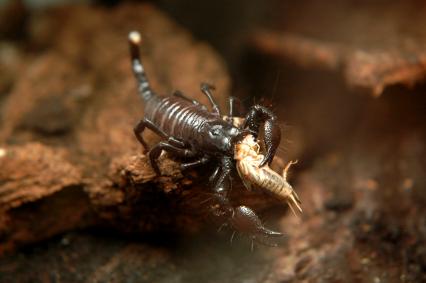 skorpione Bilder - Pandinus imperator