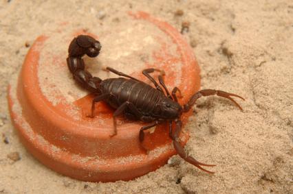 skorpione Bilder - Parabuthus transvaalicus
