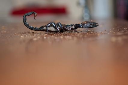 skorpione Bilder - Pandinus imperator