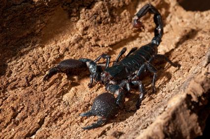 skorpione Bilder - Pandinus imperator