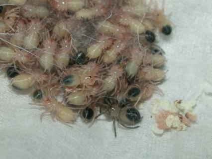 vogelspinnen Bilder - Lasiodora difficilis