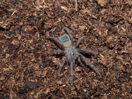 vogelspinnen Bilder - Lasiodora difficilis
