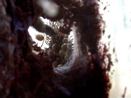 vogelspinnen Bilder - Big mama is watchin? you