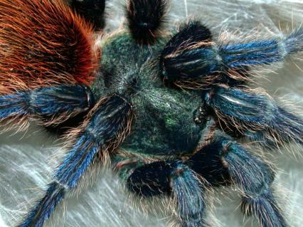 vogelspinnen Bilder - Chromatopelma cyaneopubescens
