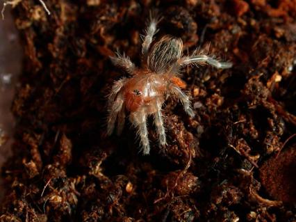 vogelspinnen Bilder - Accanthoscurria geniculata
