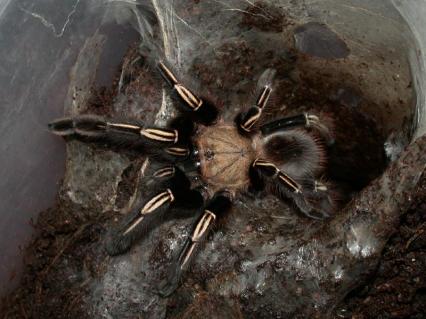 vogelspinnen Bilder - Ephebopus murinus
