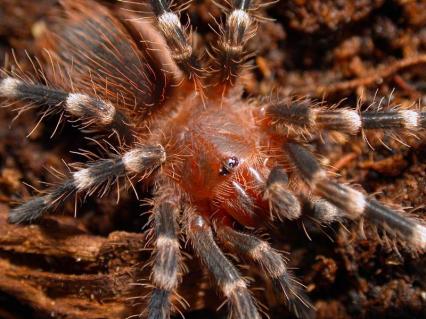 vogelspinnen Bilder - A.geniculata Spiderling
