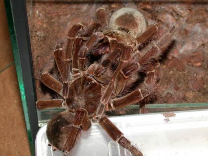 vogelspinnen Bilder - Theraphosa blondi Verpaarung
