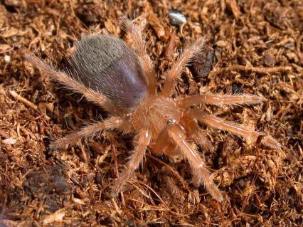 vogelspinnen Bilder - Brachypelma boehmei
