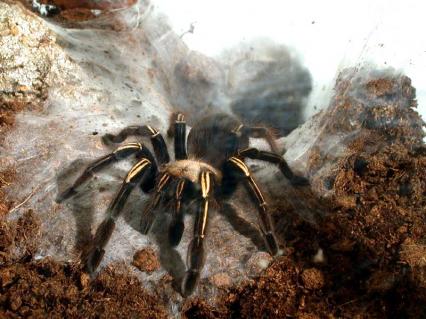 vogelspinnen Bilder - Ephebopus murinus
