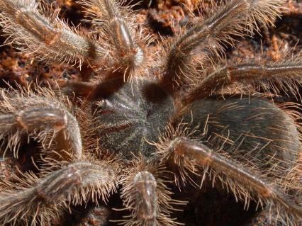 vogelspinnen Bilder - Theraphosa blondi
