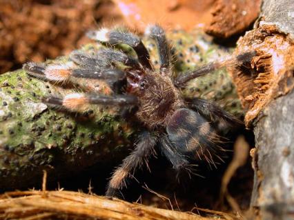 vogelspinnen Bilder - P.irminia