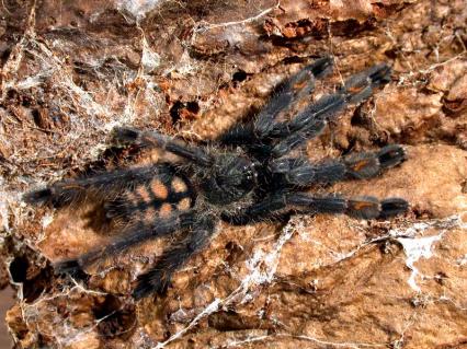 vogelspinnen Bilder - Psalmopoeus irminia