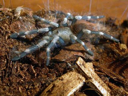 vogelspinnen Bilder - Lasiodora (Vitalius) cristatus