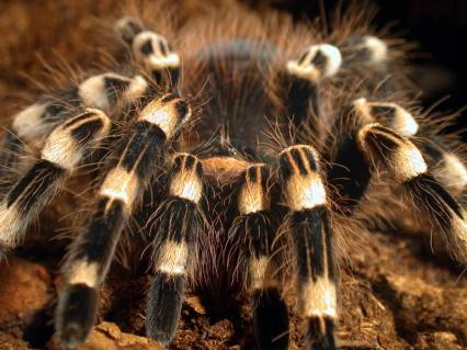 vogelspinnen Bilder - Acanthosccuria geniculata